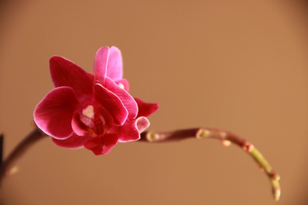 Photos de tout genre <br />
Mettez en valeur ce que vous aimez <br />
Orchidée en exemple 